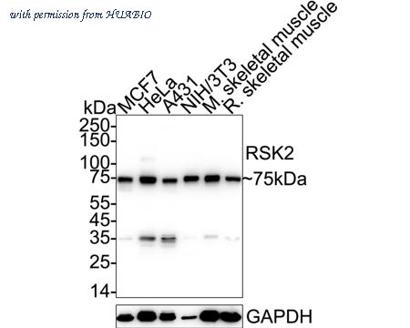 HUABIO HA721033 image 1