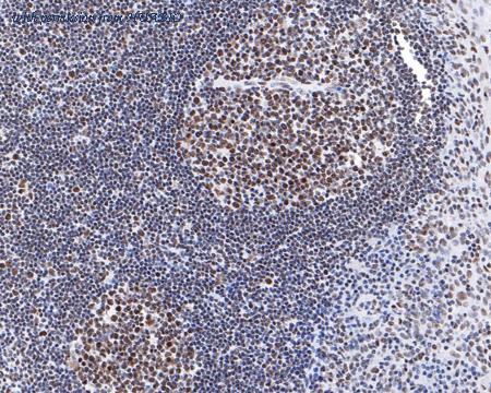 HUABIO HA721035 image 3