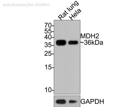 HUABIO HA721043 image 1