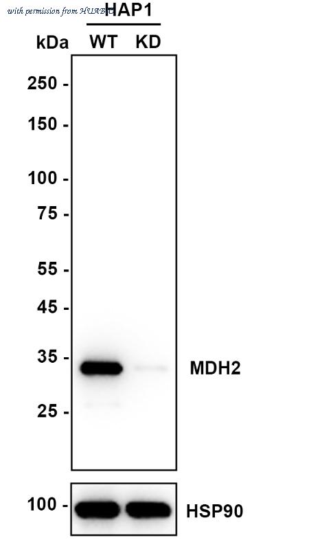 HUABIO HA721043 image 3