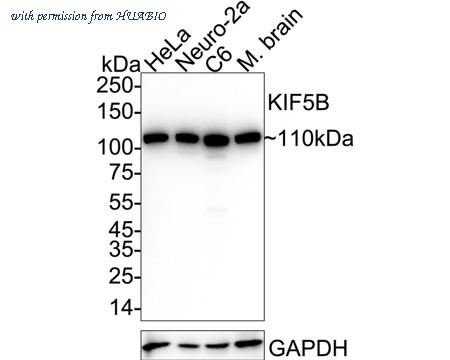 HUABIO HA721045 image 1
