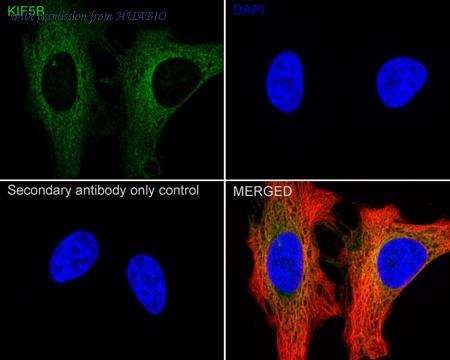 HUABIO HA721045 image 2