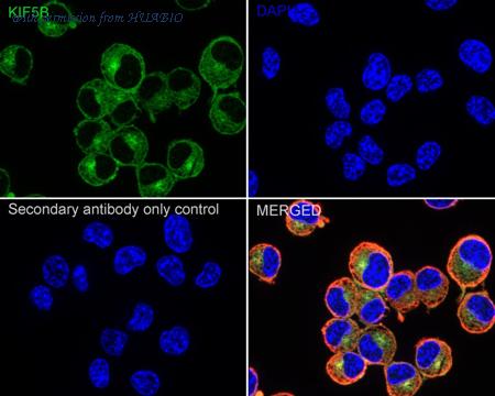 HUABIO HA721045 image 3