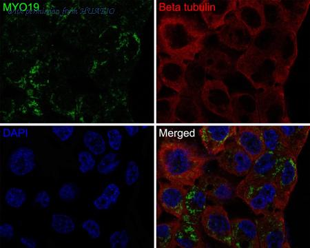 HUABIO HA721051 image 2