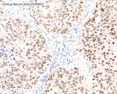 HUABIO HA721052 image 2