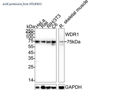 HUABIO HA721053 image 1