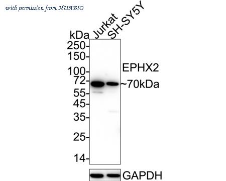 HUABIO HA721056 image 1