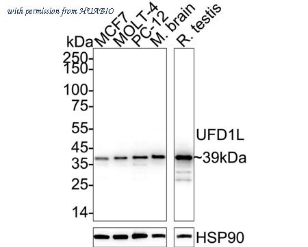 HUABIO HA721057 image 1