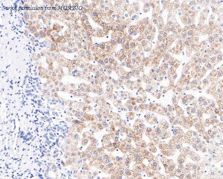 HUABIO HA721058 image 3