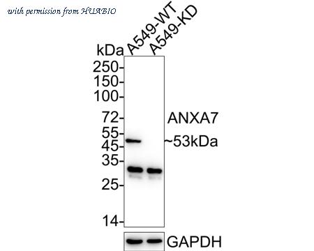HUABIO HA721068 image 1