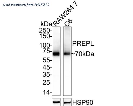 HUABIO HA721069 image 2