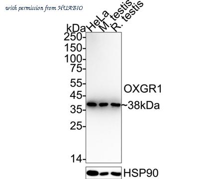 HUABIO HA721074 image 1