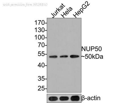 HUABIO HA721075 image 1