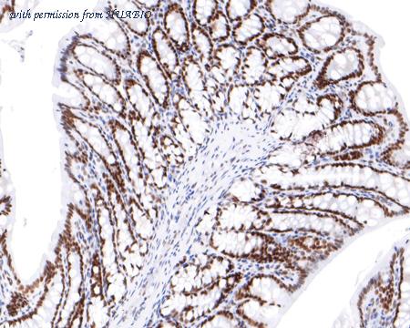 HUABIO HA721075 image 2