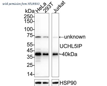 HUABIO HA721077 image 1