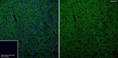 HUABIO HA721081 image 1