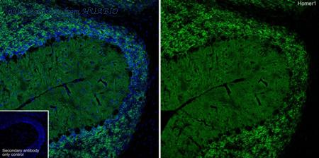 HUABIO HA721081 image 2