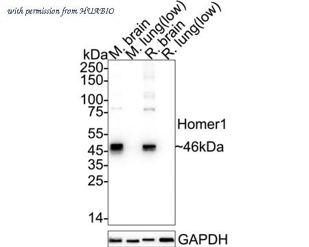 HUABIO HA721081 image 3