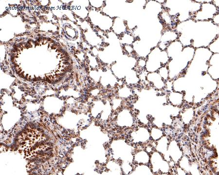 HUABIO HA721083 image 2