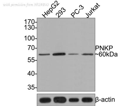 HUABIO HA721087 image 1