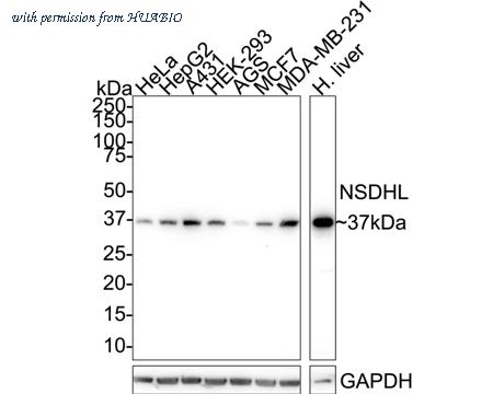 HUABIO HA721088 image 1