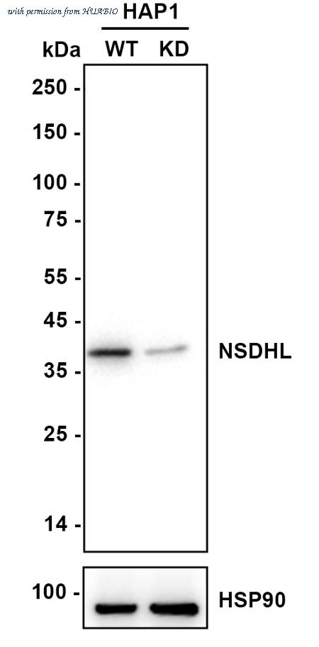 HUABIO HA721088 image 2