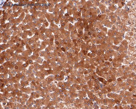 HUABIO HA721088 image 3