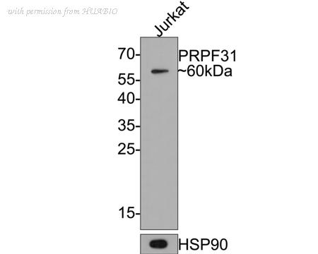 HUABIO HA721089 image 1