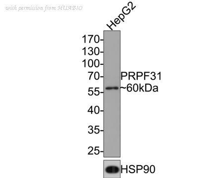 HUABIO HA721089 image 2