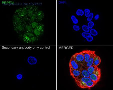 HUABIO HA721089 image 3