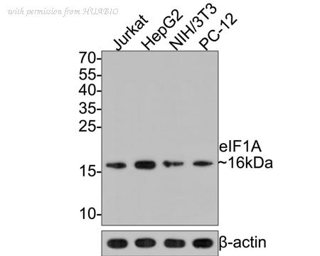 HUABIO HA721099 image 1
