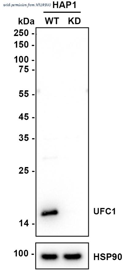 HUABIO HA721111 image 1