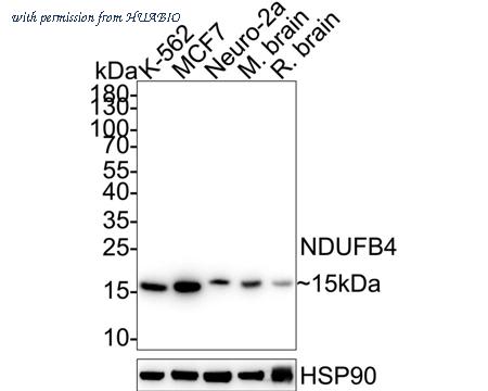 HUABIO HA721112 image 1