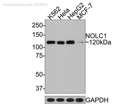 HUABIO HA721113 image 1