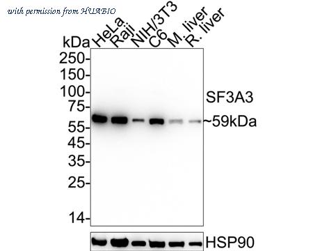HUABIO HA721114 image 1