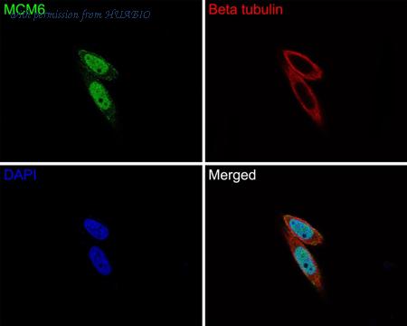 HUABIO HA721117 image 2