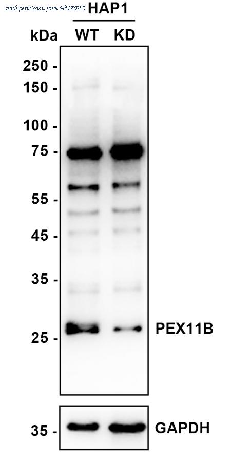 HUABIO HA721124 image 2