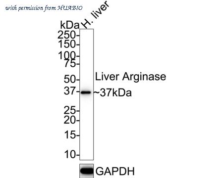 HUABIO HA721147 image 1