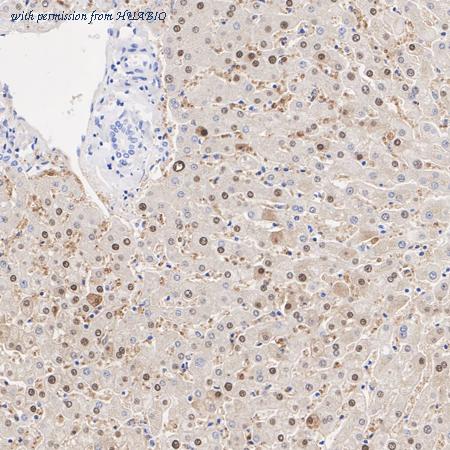 HUABIO HA721147 image 2