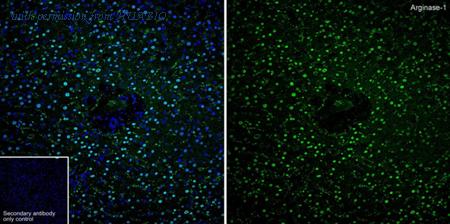 HUABIO HA721147 image 3