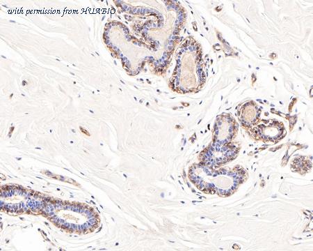 HUABIO HA721165 image 3