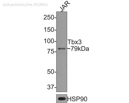 HUABIO HA721184 image 1