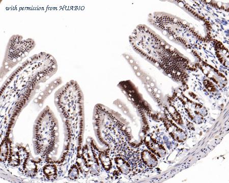 HUABIO HA721187 image 3