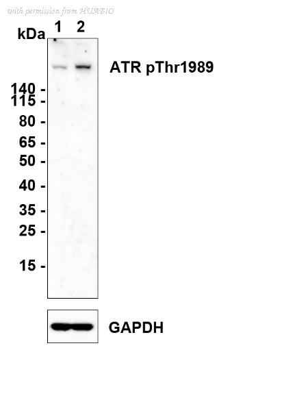 HUABIO HA721190 image 1