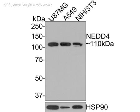 HUABIO HA721191 image 1