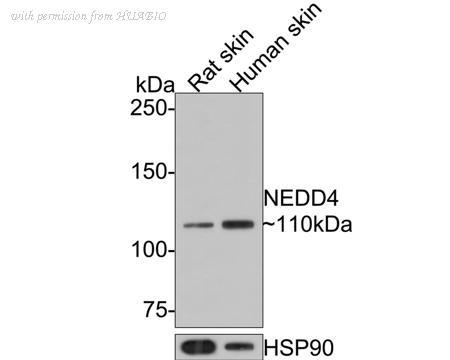 HUABIO HA721191 image 2