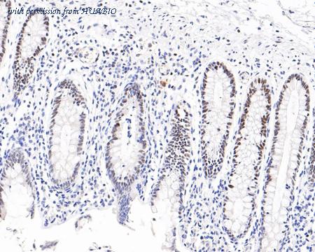 HUABIO HA721195 image 1