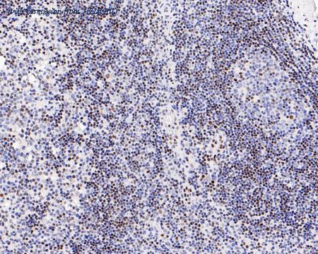 HUABIO HA721195 image 2