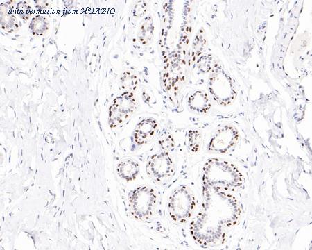 HUABIO HA721195 image 3