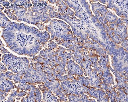 HUABIO HA721200 image 2